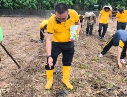 Polsek Tamalanrea Gerakkan Penanaman Jagung 5 Hektar, Wujudkan Asta Cita Presiden di Bidang Ketahanan Pangan