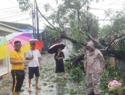 Respons Cepat, Kapolsek Biringkanaya Pantau Langsung Pohon Tumbang di Bakung
