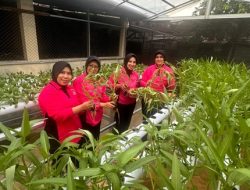 Ketua dan Pengurus Bhayangkari Ranting Polsek Biringkanaya Panen Perdana Tanaman Hidroponik