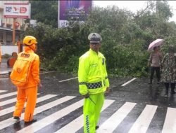 Pohon Tumbang di Tiga Titik, Polsek Ujung Pandang Lakukan Pengamanan dan Koordinasi Instansi Terkait 