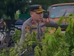 Polsek Tamalanrea Tangani Pohon Tumbang, Seorang Pedagang Rambutan Luka Tertimpa