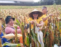Dukung Ketahanan Pangan, Kapolsek Tamalanrea Bersama Kelompok Tani Panen Raya Jagung
